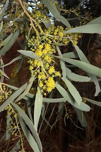 Gidgee