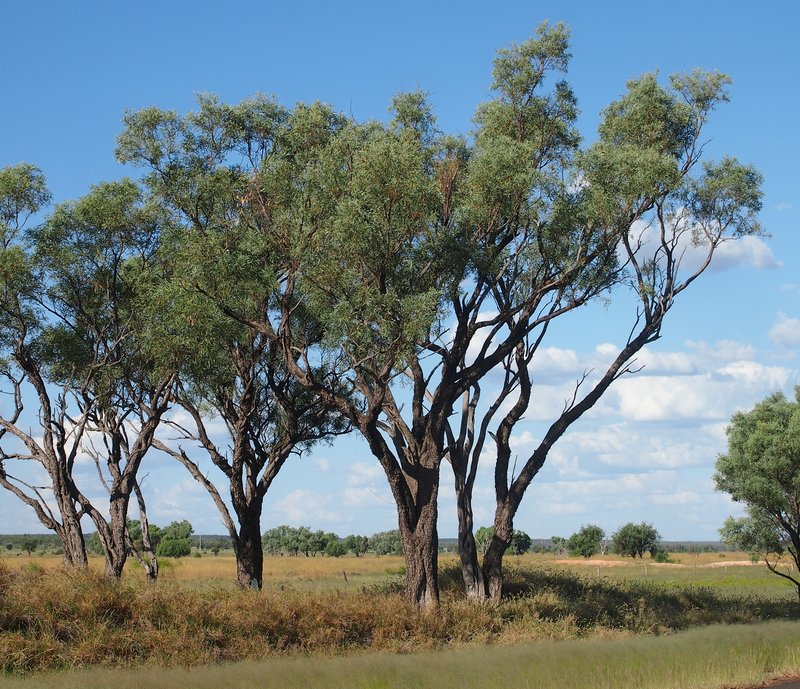 Gidgee