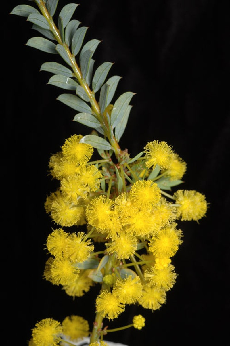 Acacia camptoclada