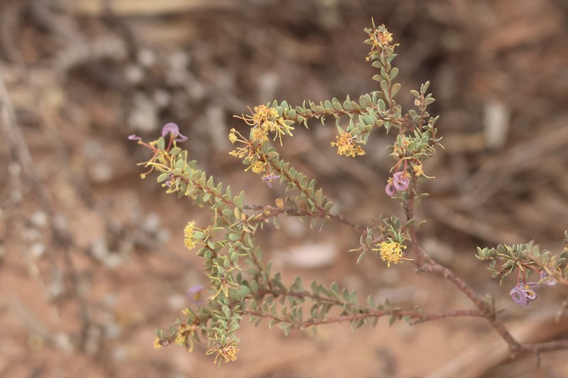 Acacia camptoclada photo 2