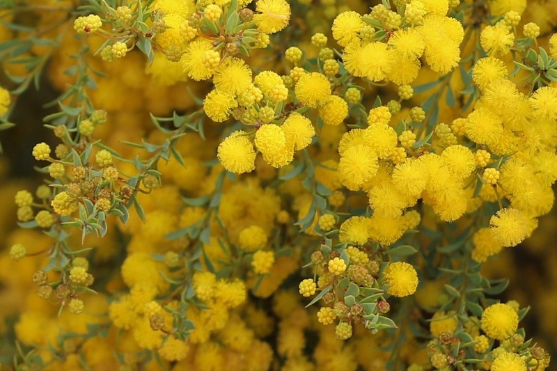 Acacia camptoclada photo 3