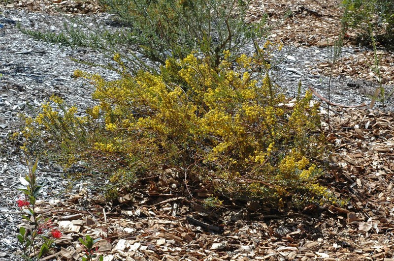 Acacia camptoclada photo 5