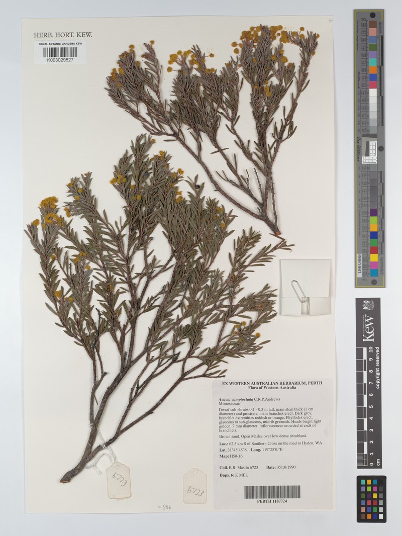 Acacia camptoclada photo 6