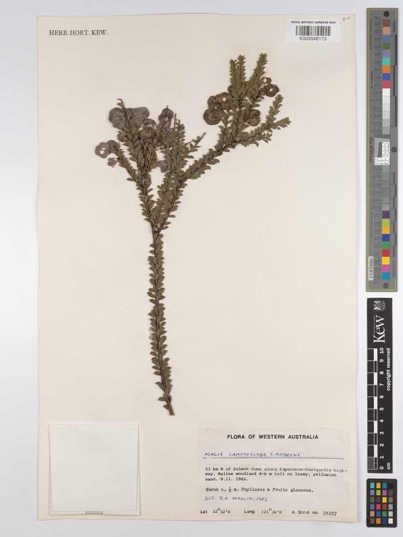 Acacia camptoclada photo 7