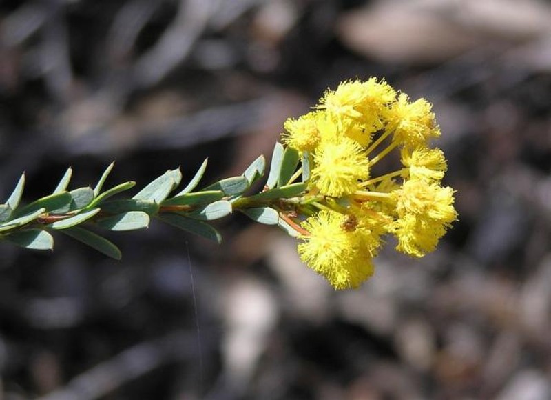 Acacia camptoclada photo 8