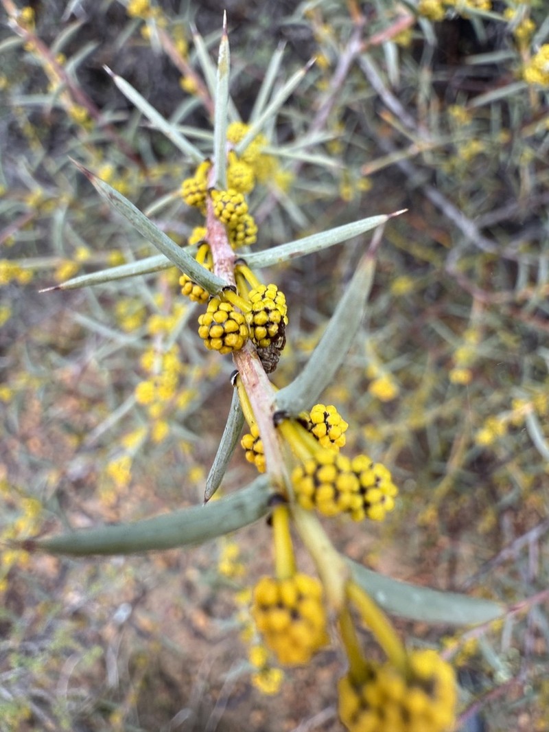 Acacia campylophylla photo 3