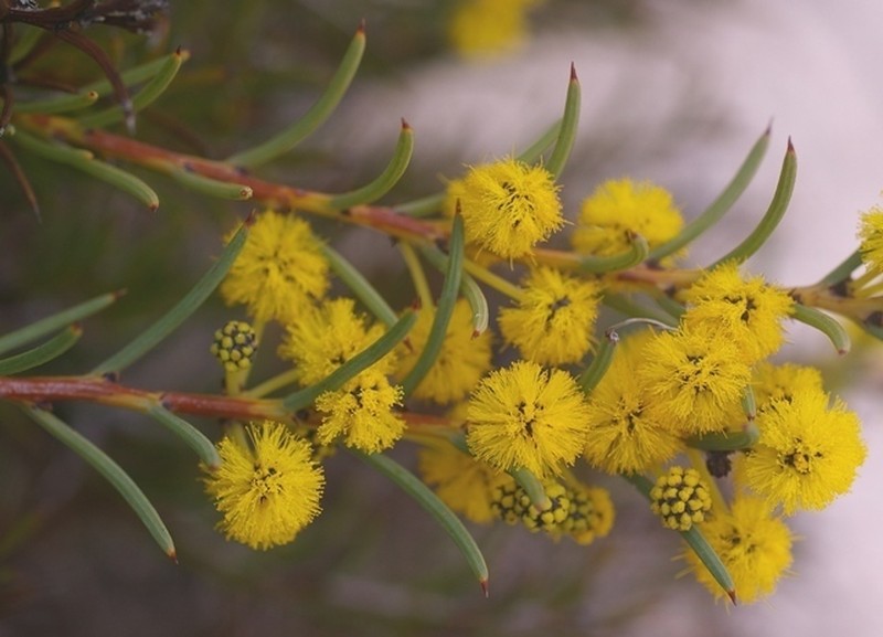 Acacia campylophylla photo 4