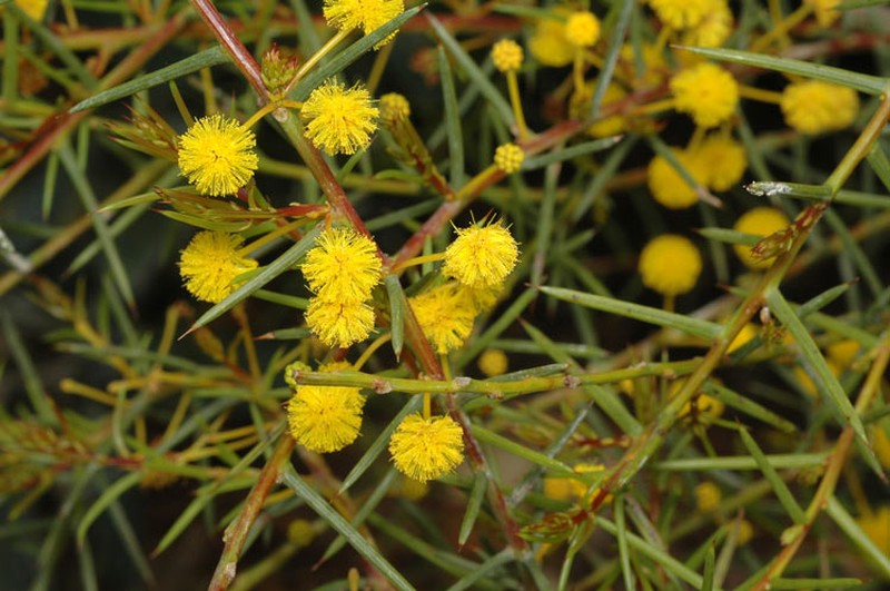 Acacia campylophylla