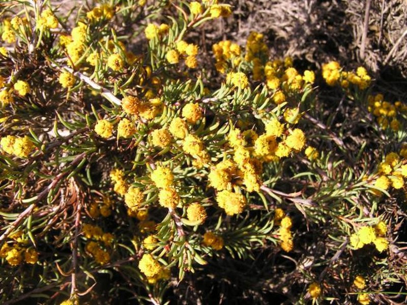 Acacia campylophylla photo 2