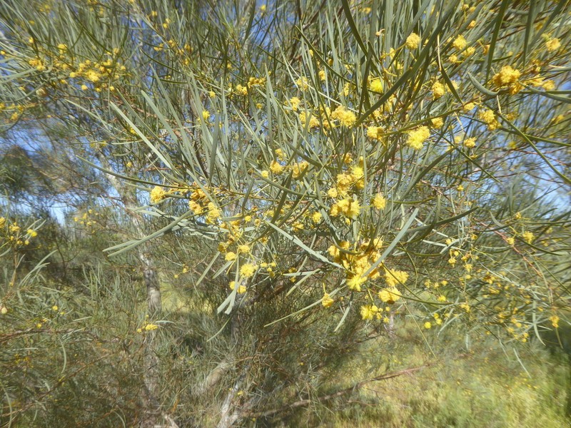 Acacia cana photo 5