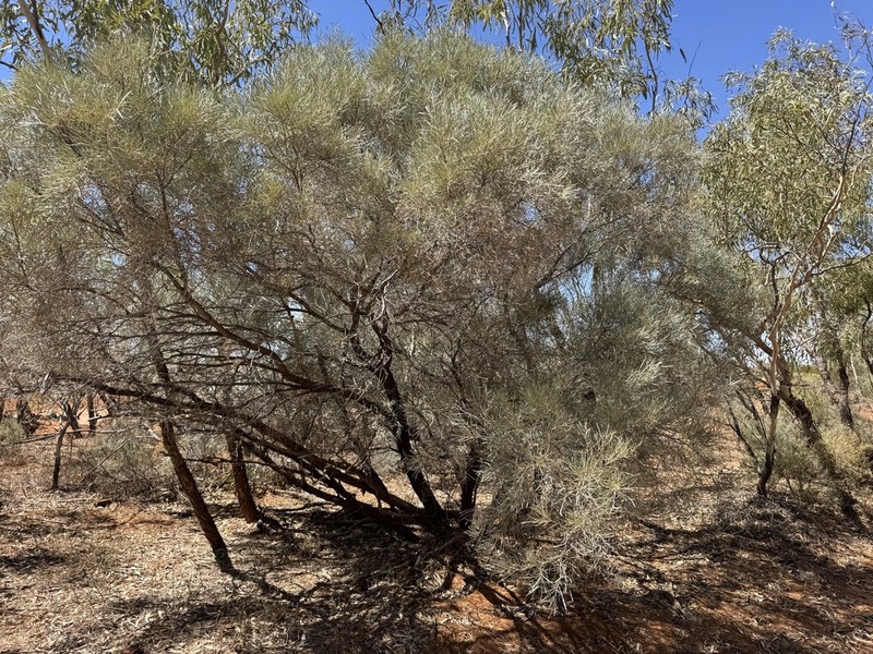 Acacia cana photo 6