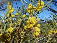 Acacia cana