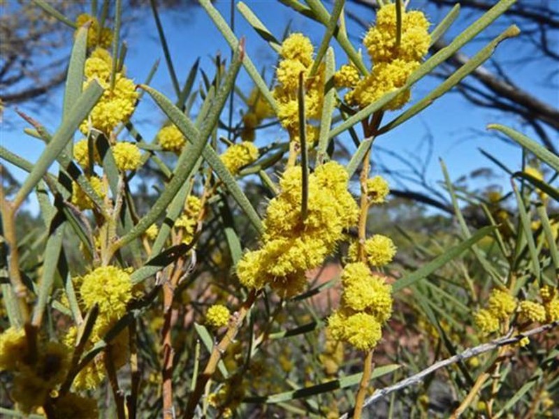 Acacia cana