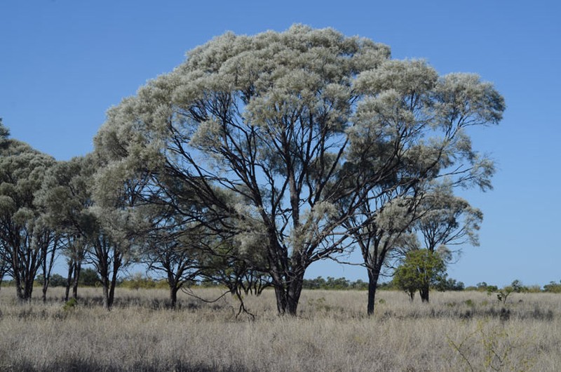 Acacia cana photo 2