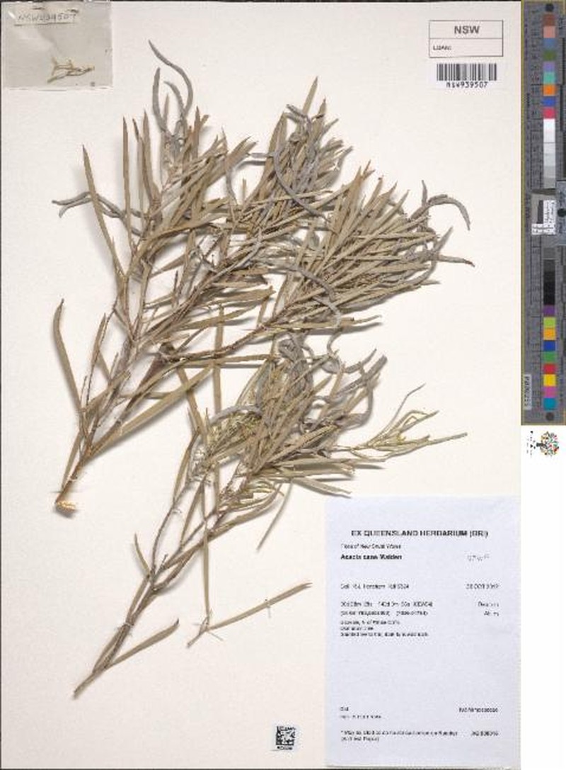 Acacia cana photo 3