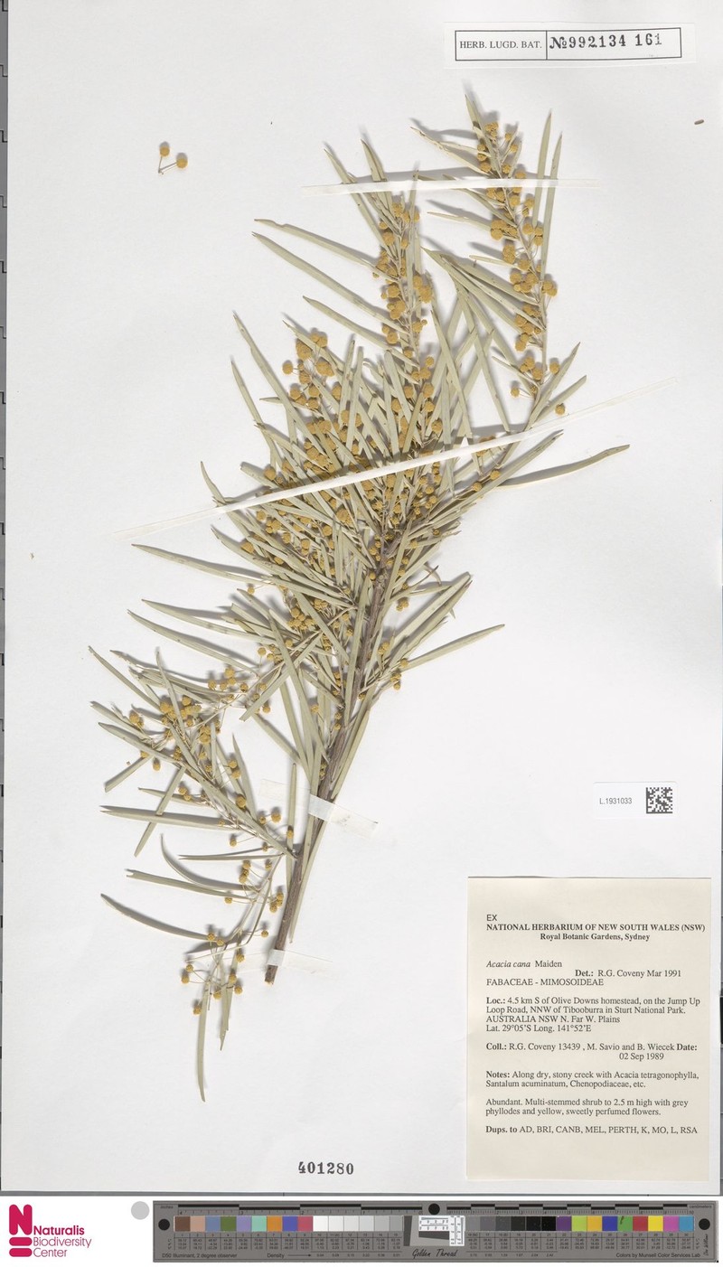 Acacia cana photo 4