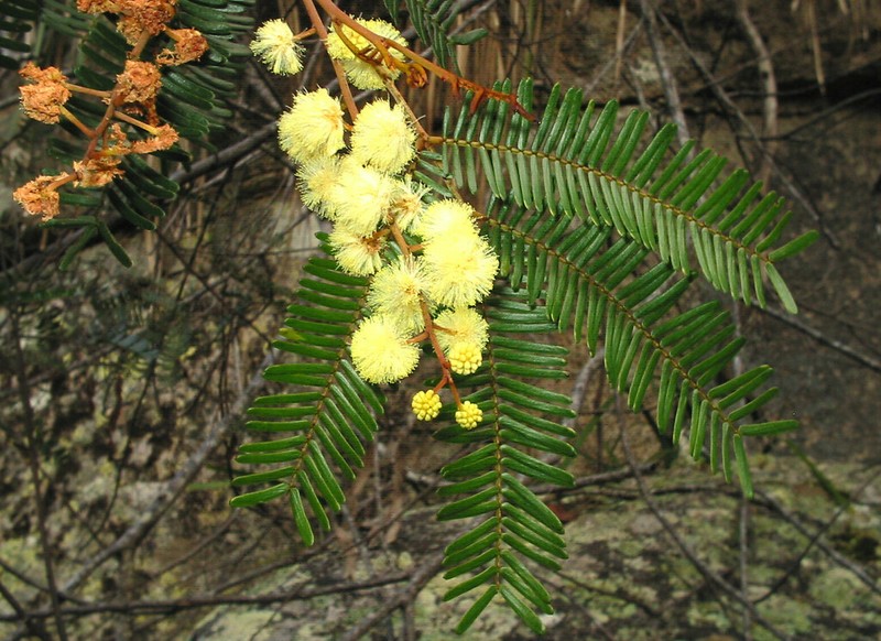 Acacia cangaiensis
