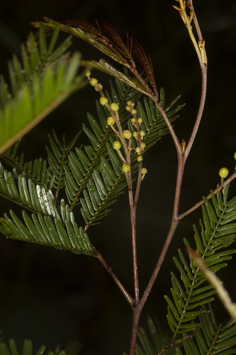 Acacia cangaiensis photo 2