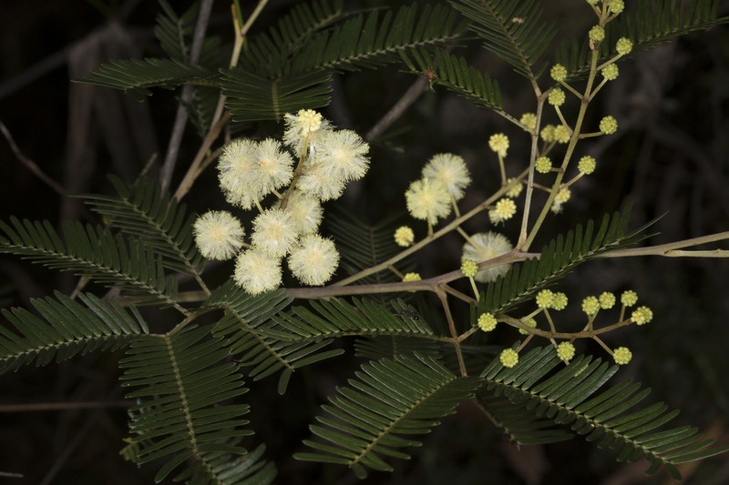 Acacia cangaiensis photo 3