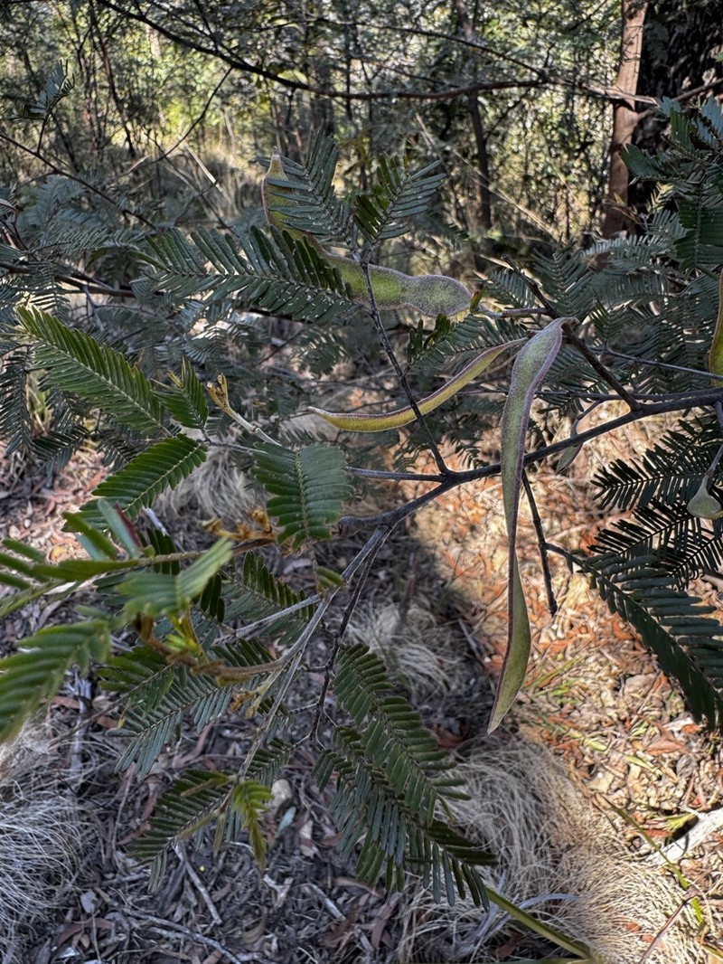 Acacia cangaiensis photo 5