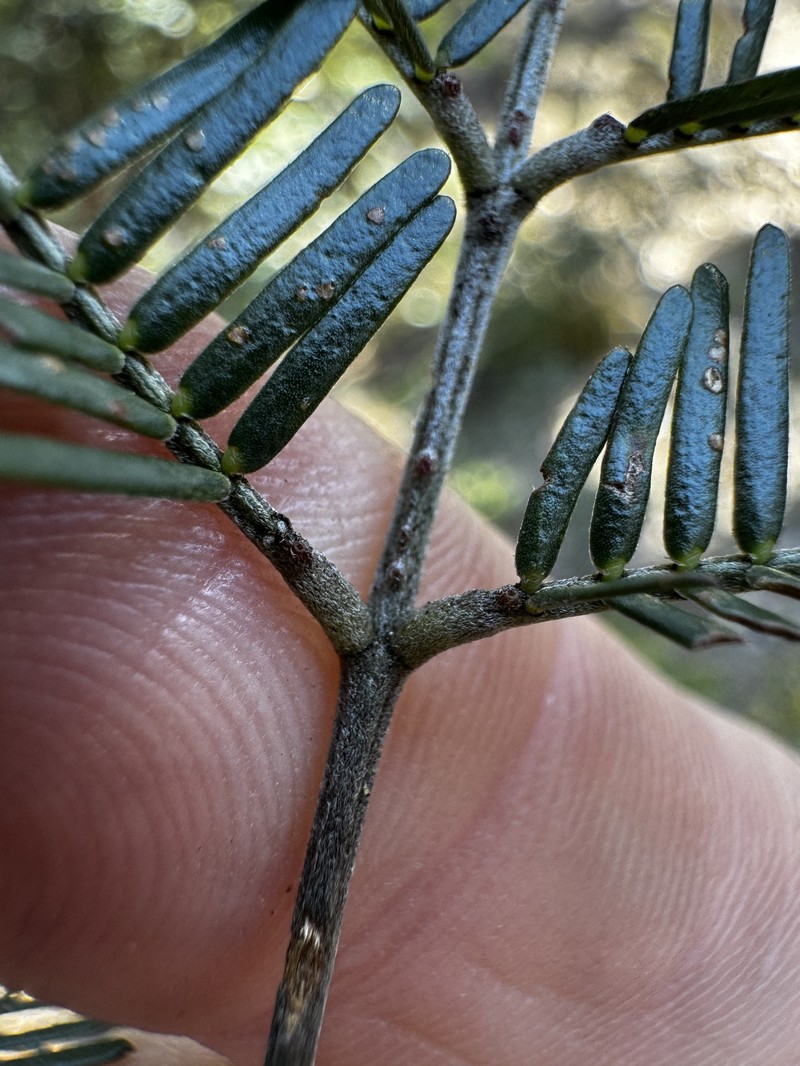 Acacia cangaiensis photo 7