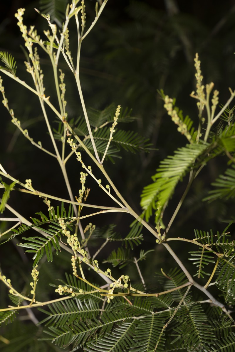 Acacia cangaiensis photo 8