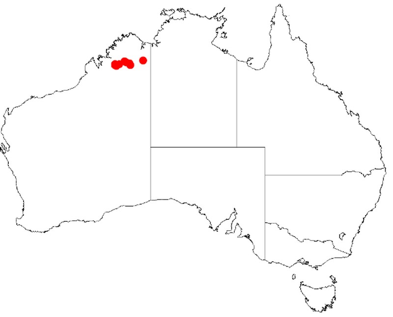 Acacia capillaris