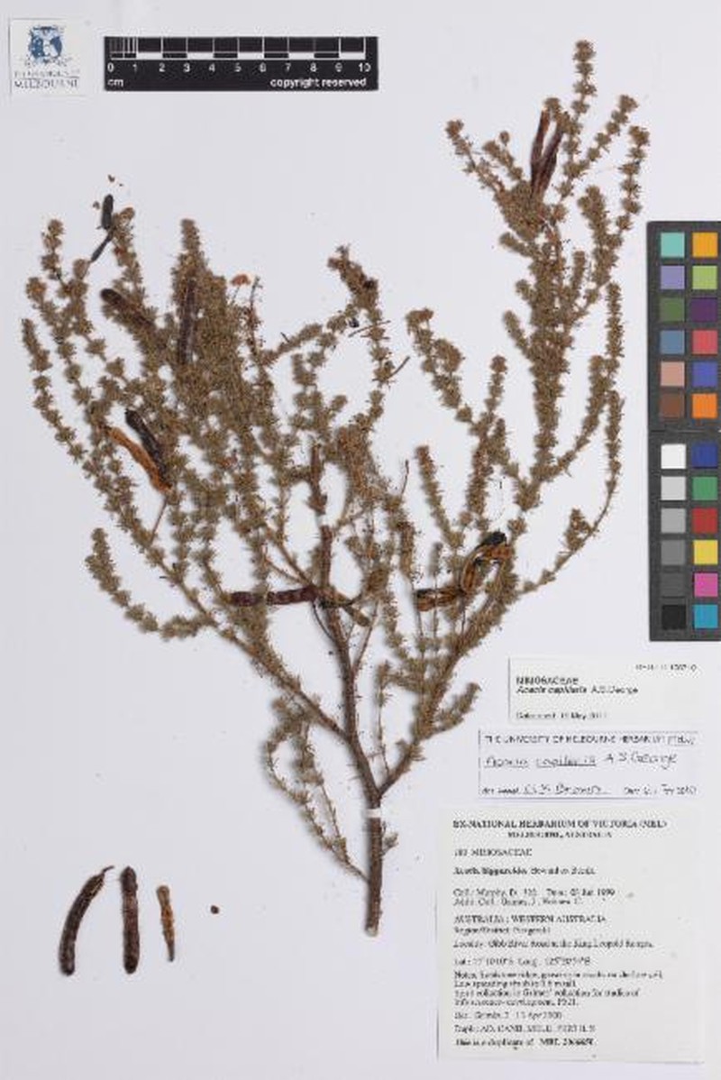 Acacia capillaris photo 2