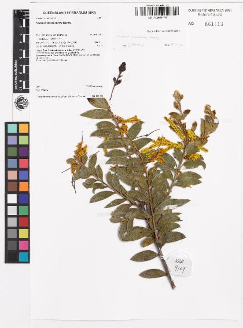 Acacia capillosa