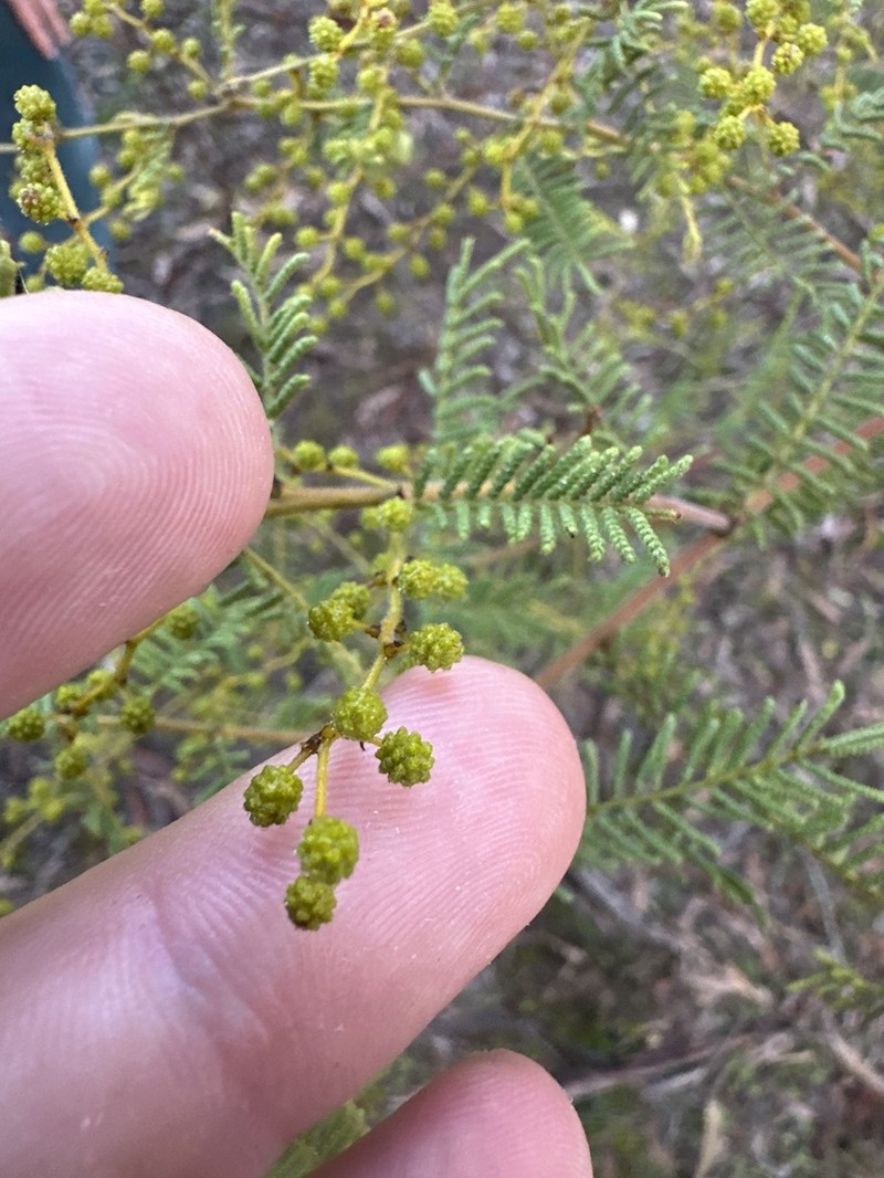 Wyalong Wattle photo 3