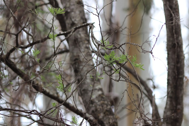 Wyalong Wattle photo 4