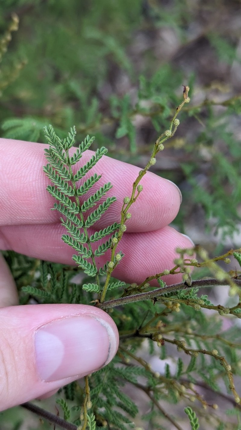 Wyalong Wattle photo 5