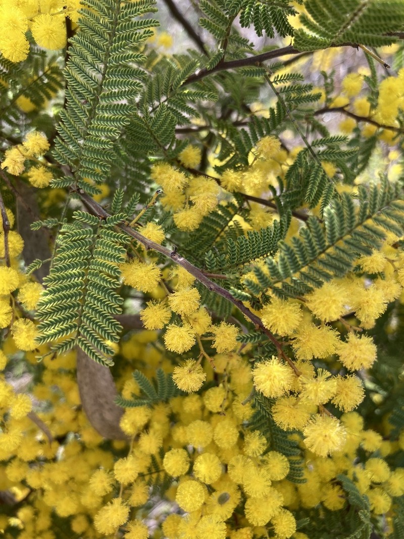 Wyalong Wattle photo 6