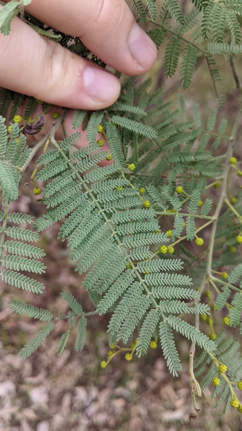 Wyalong Wattle photo 7
