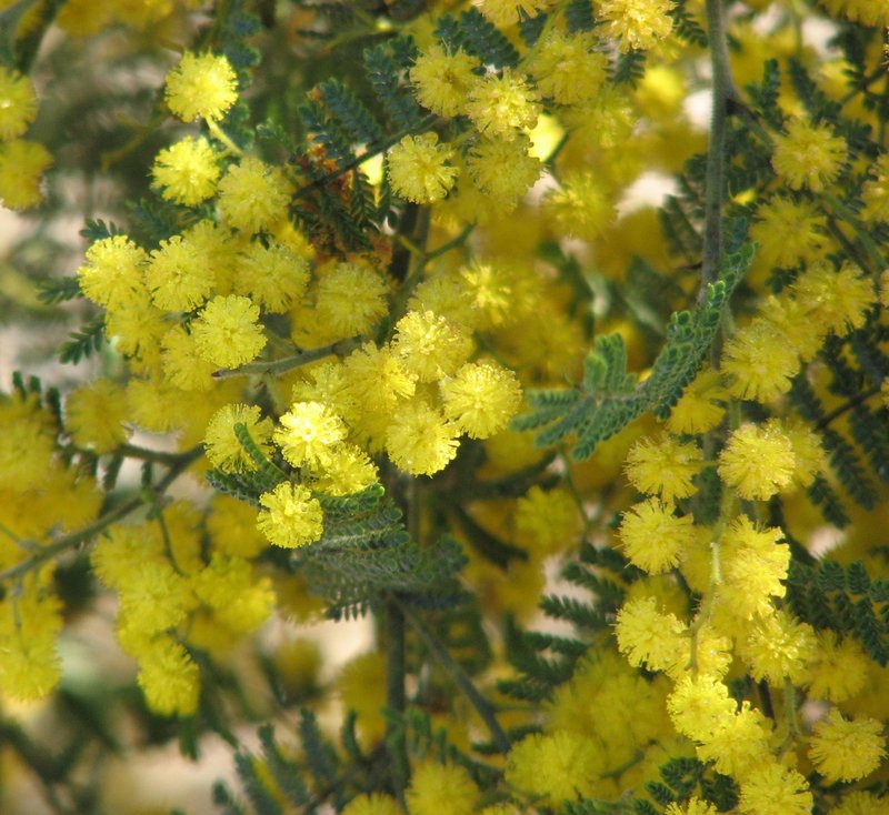 Wyalong Wattle