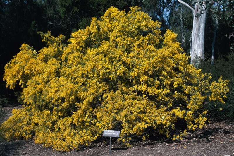Wyalong Wattle photo 2