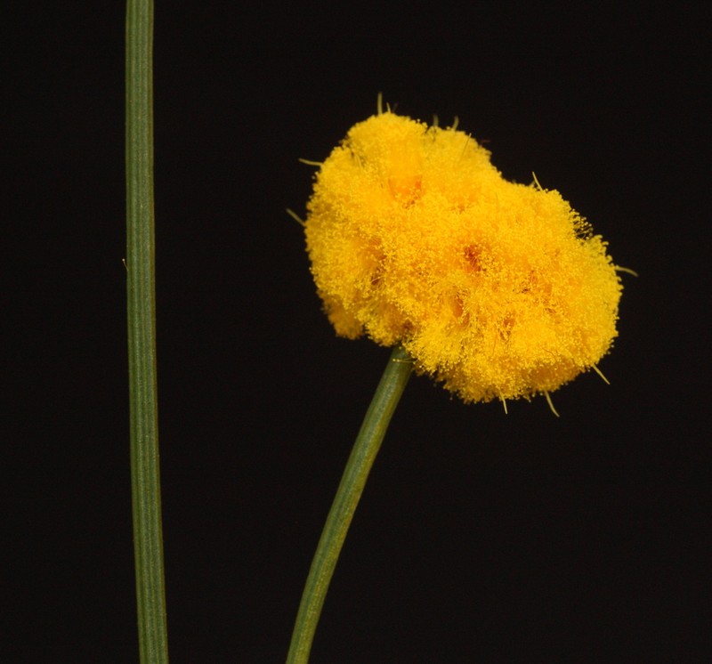 Acacia carens photo 2