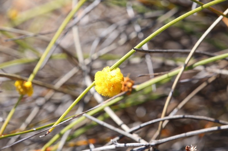 Acacia carens photo 3