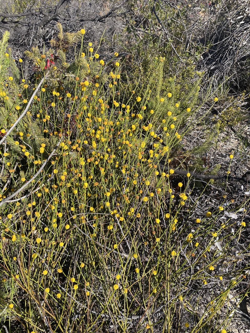 Acacia carens photo 4