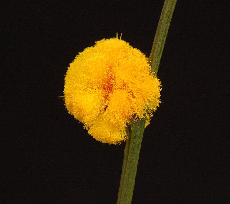 Acacia carens photo 6