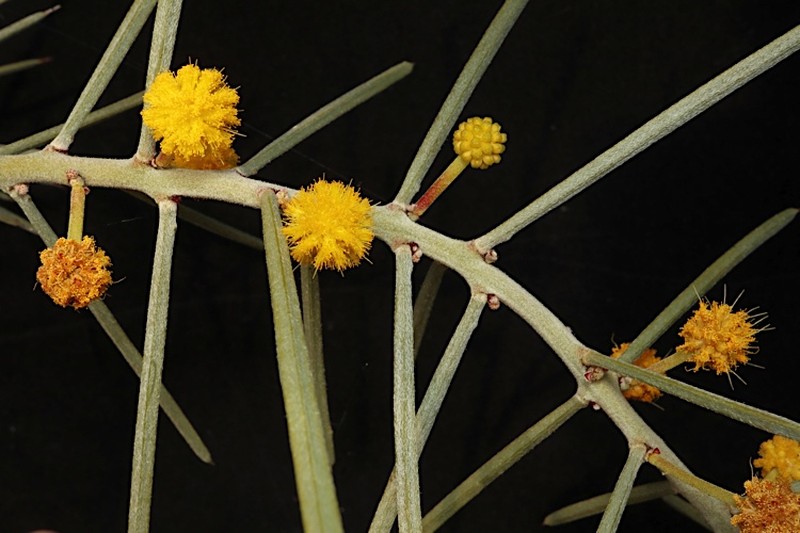 Acacia carneorum