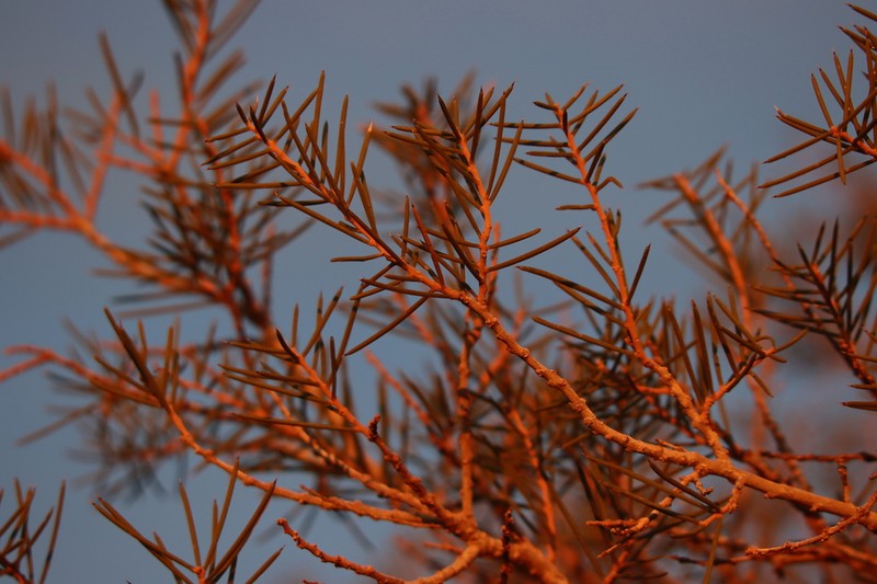 Acacia carneorum photo 2