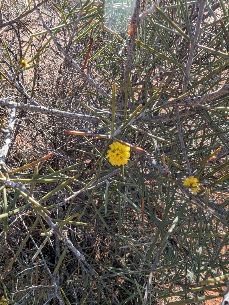 Acacia carneorum photo 4