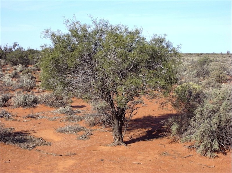 Acacia carneorum photo 7