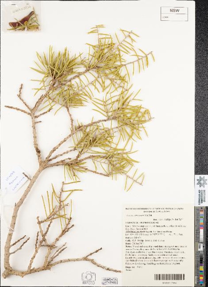 Acacia carneorum photo 8