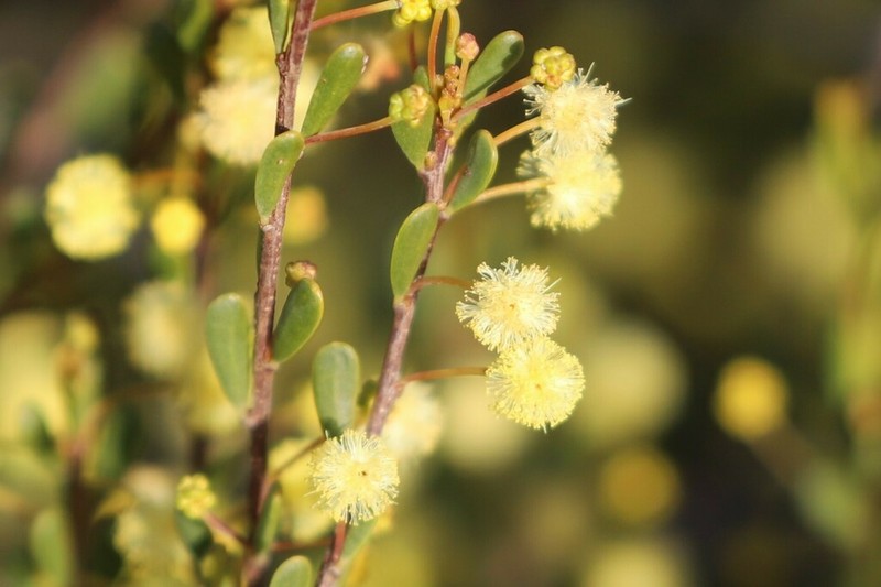 Acacia carnosula photo 5