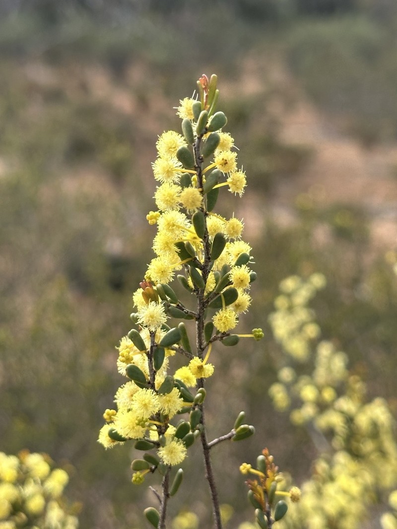 Acacia carnosula photo 6