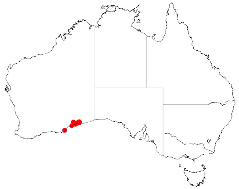 Acacia carnosula
