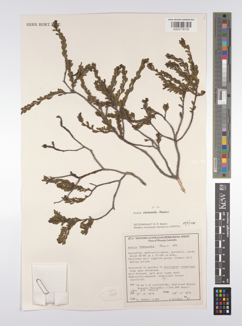 Acacia carnosula photo 2