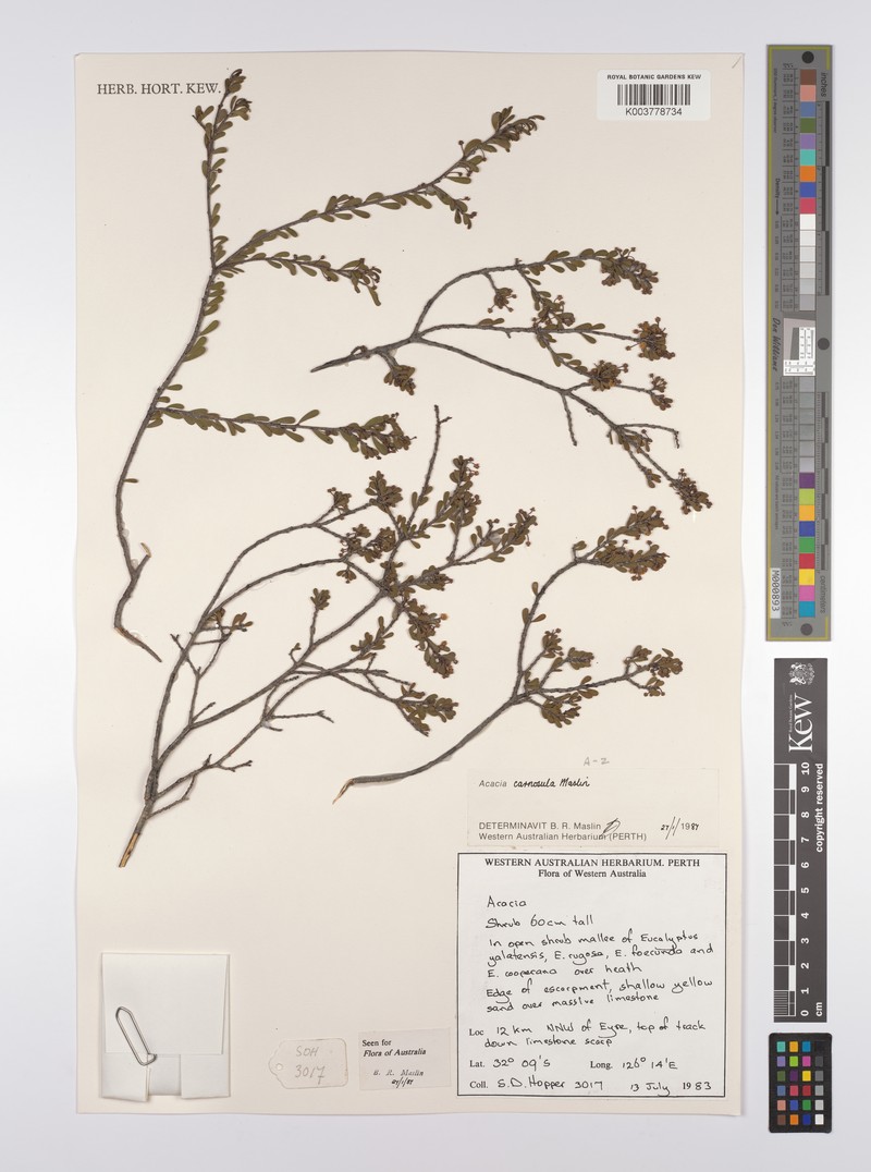 Acacia carnosula photo 3